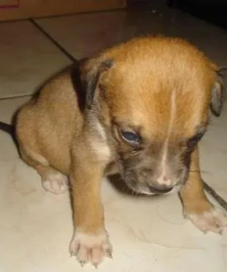 Cachorro ra a SRD idade Abaixo de 2 meses nome sem nome