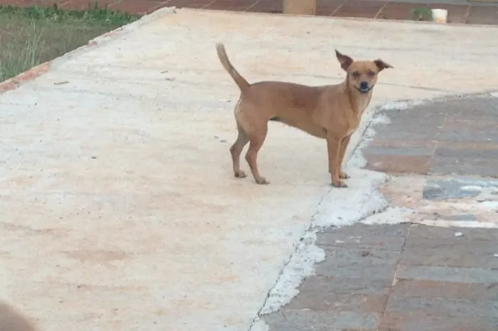 Gato ra a Vira lata idade 1 ano nome Lina