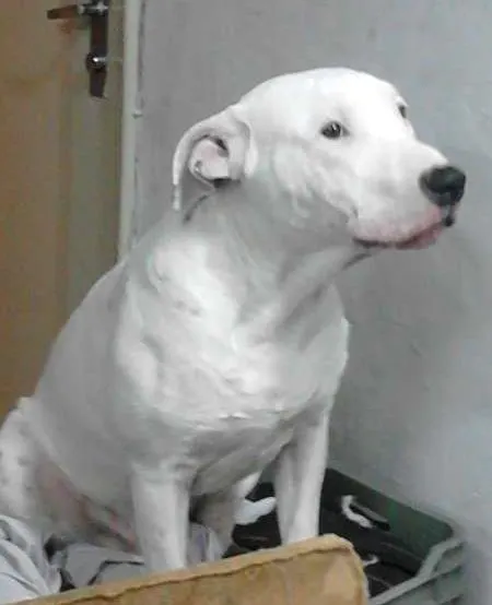 Cachorro ra a  idade 1 ano nome spak
