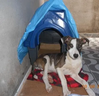 Cachorro ra a SRD idade 7 a 11 meses nome Filhote, 11 kg - **