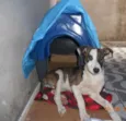 Filhote, 11 kg - **