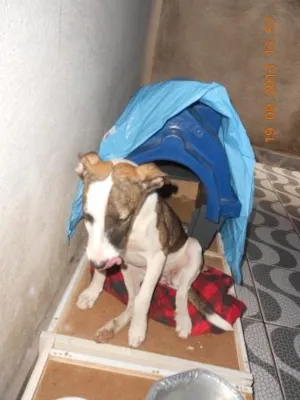 Cachorro raça SRD idade 7 a 11 meses nome Filhote, 11 kg - **