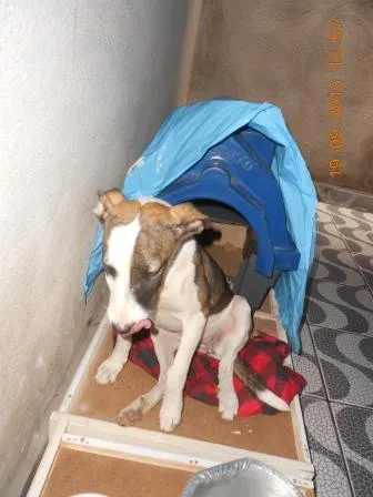 Cachorro ra a SRD idade 7 a 11 meses nome Filhote, 11 kg - **