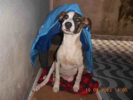 Cachorro ra a SRD idade 7 a 11 meses nome Filhote, 11 kg - **