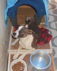 Cachorro ra a SRD idade 7 a 11 meses nome Filhote, 11 kg - **