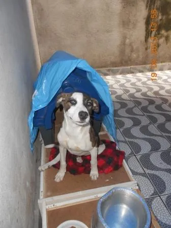 Cachorro ra a SRD idade 7 a 11 meses nome Filhote, 11 kg - **