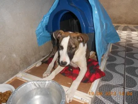 Cachorro ra a SRD idade 7 a 11 meses nome Filhote, 11 kg - **