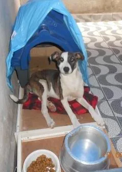 Cachorro ra a SRD idade 7 a 11 meses nome Filhote, 11 kg - **