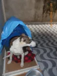 Filhote, 11 kg - **