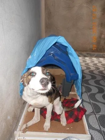 Cachorro ra a SRD idade 7 a 11 meses nome Filhote, 11 kg - **