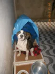 Filhote, 11 kg - **