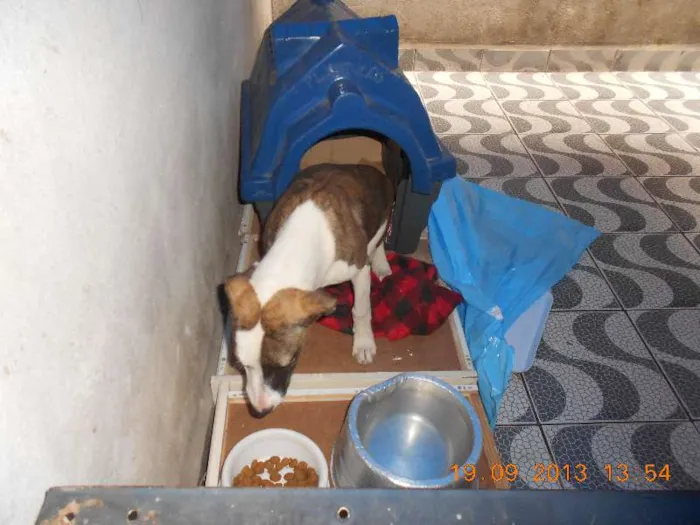 Cachorro ra a SRD idade 7 a 11 meses nome Filhote, 11 kg - **