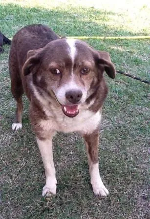Cachorro ra a SRD idade 5 anos nome *** Mel para adoção