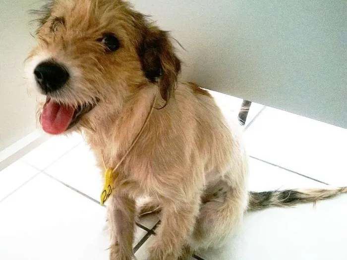 Cachorro ra a SRD idade 2 a 6 meses nome Valente