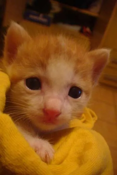 Gato ra a SRD idade Abaixo de 2 meses nome RITINHA e  FOFINHA 