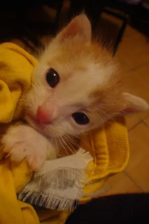 Gato raça SRD idade Abaixo de 2 meses nome RITINHA e  FOFINHA 