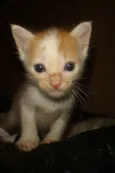 RITINHA e  FOFINHA 
