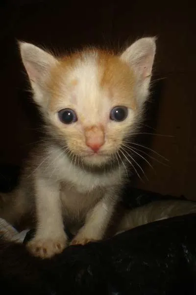 Gato ra a SRD idade Abaixo de 2 meses nome RITINHA e  FOFINHA 
