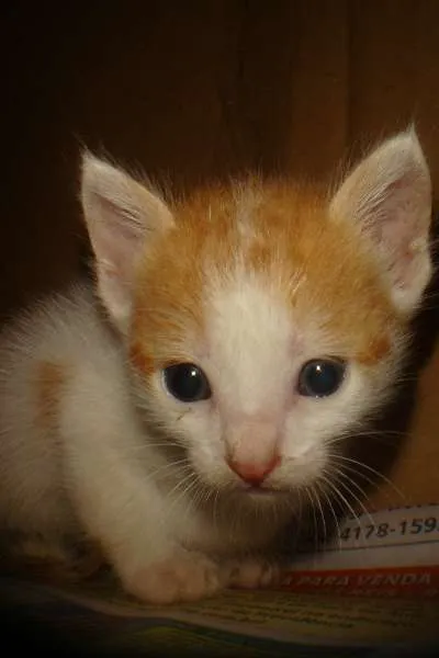 Gato ra a SRD idade Abaixo de 2 meses nome RITINHA e  FOFINHA 