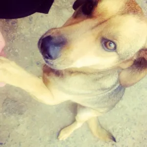 Cachorro raça SRD idade 4 anos nome Madonna