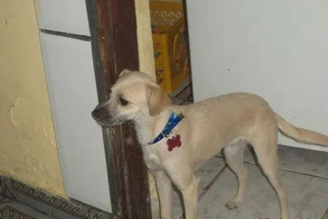 Cachorro ra a SRD idade 7 a 11 meses nome FIONA