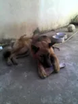 Coronel