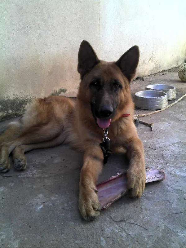 Cachorro ra a Pastor Alemão idade 1 ano nome Coronel