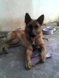 Coronel