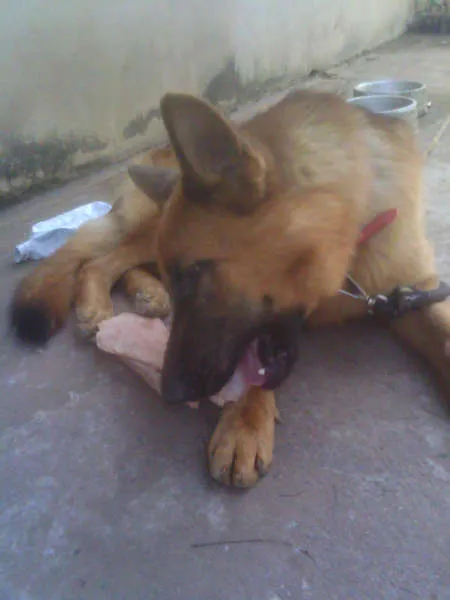 Cachorro ra a Pastor Alemão idade 1 ano nome Coronel