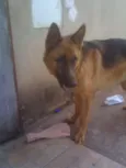 Coronel