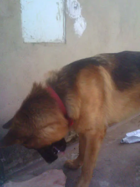 Cachorro ra a Pastor Alemão idade 1 ano nome Coronel