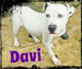 DAVI