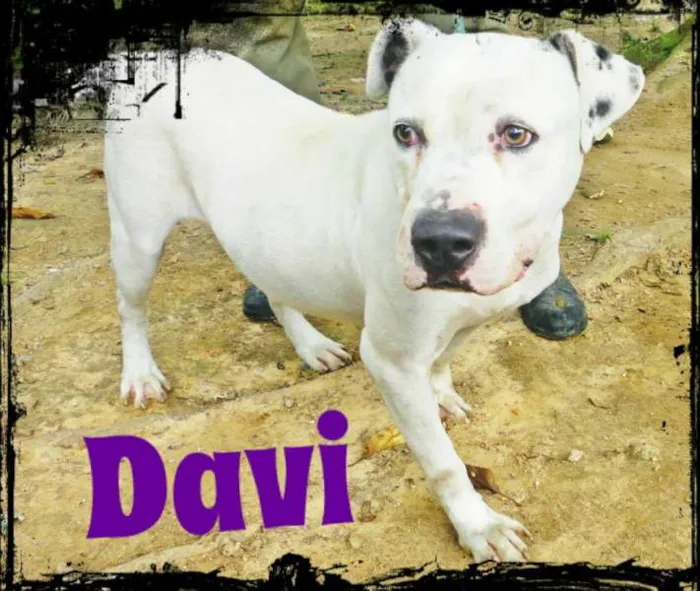 Cachorro ra a Pit-Bull idade 3 anos nome DAVI