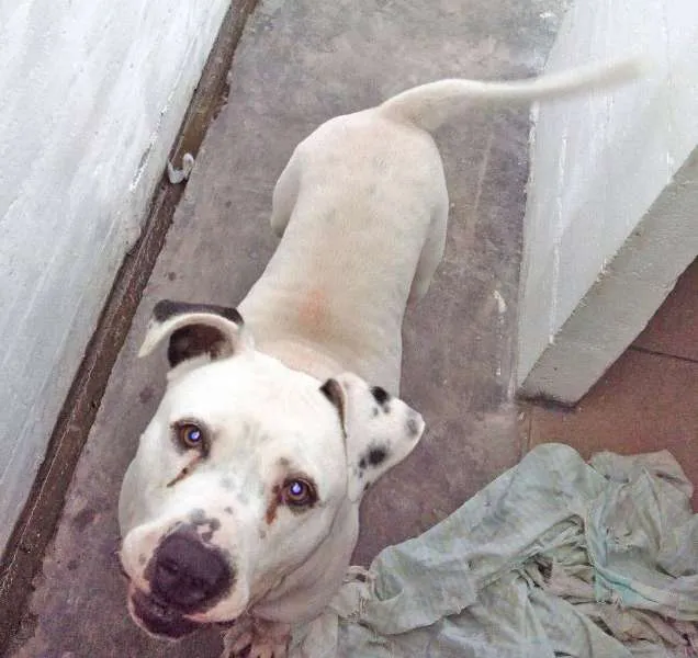 Cachorro ra a Pit-Bull idade 3 anos nome DAVI