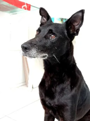 Cachorro raça Vira lata com labrador idade 6 ou mais anos nome Lucky