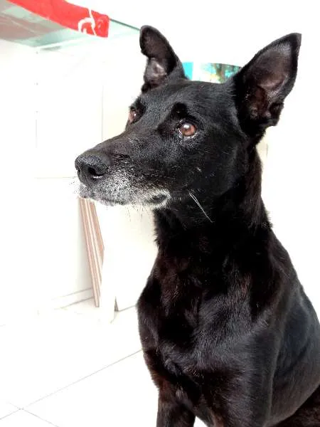 Cachorro ra a Vira lata com labrador idade 6 ou mais anos nome Lucky