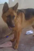 Coronel