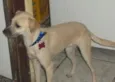 FIONA