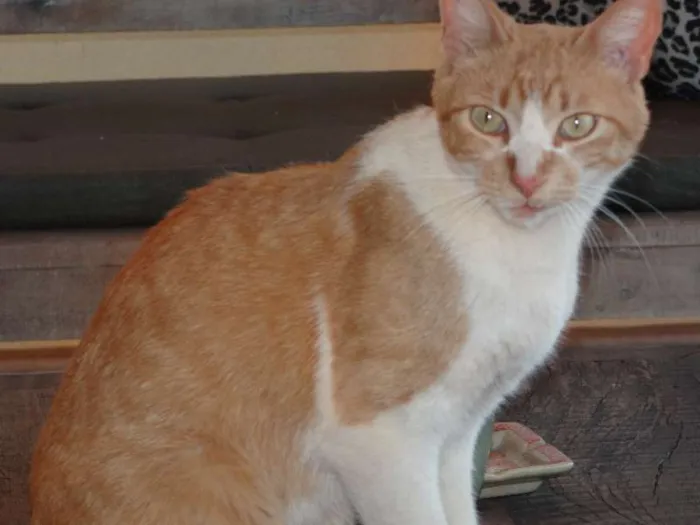 Gato ra a SRD idade  nome Gatinha