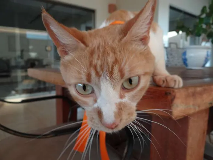 Gato ra a SRD idade  nome Gatinha