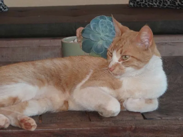 Gato ra a SRD idade  nome Gatinha