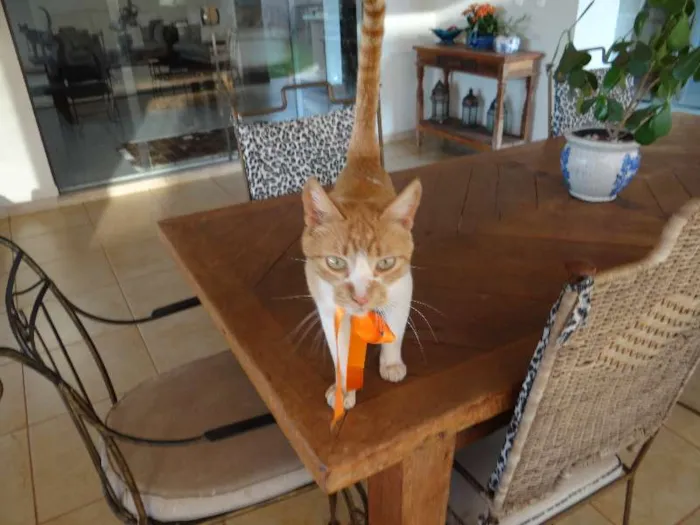 Gato ra a SRD idade  nome Gatinha