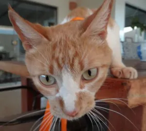Gato raça SRD idade  nome Gatinha