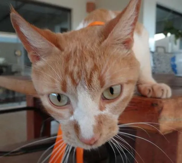 Gato ra a SRD idade  nome Gatinha