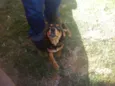 Cãozinho