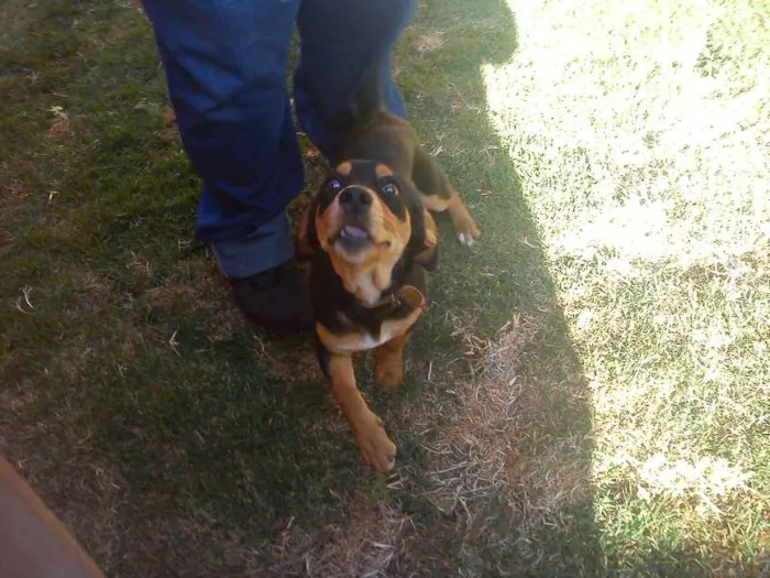 Cachorro ra a SRD idade  nome Cãozinho