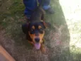 Cãozinho