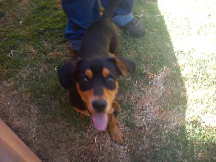 Cachorro ra a SRD idade  nome Cãozinho
