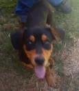 Cãozinho