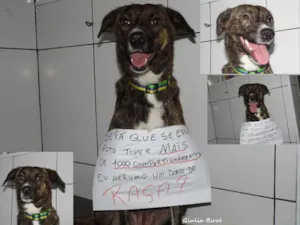 Cachorro raça SRD idade 1 ano nome Vitoria